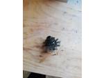 Klikněte pro detailní foto č. 1 - Rotor snímače a ozubené kolo olejového čerpadla