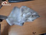 Klikněte pro detailní foto č. 4 - Expanzní nádobka Honda XL 1000V Varadero